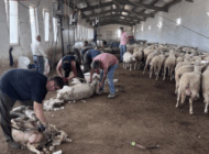 TRAKYA’DA KOYUN KIRKIMI BAŞLADI