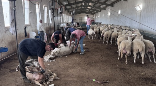 TRAKYA’DA KOYUN KIRKIMI BAŞLADI