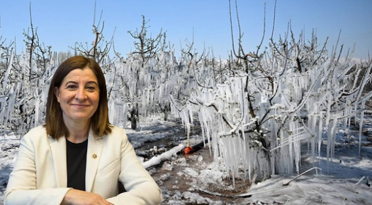 EDİRNE ÜRETİCİSİNE ZİRAİ DON DESTEĞİ 42 MİLYON TL