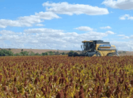 TEKİRDAĞ’DA SORGUM HASADI YAPILDI