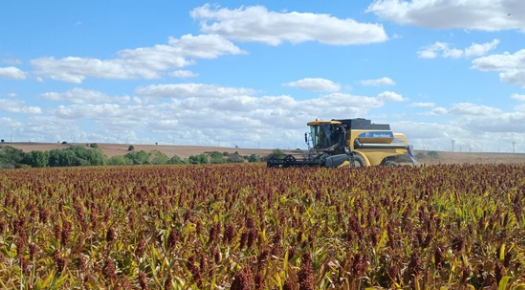 TEKİRDAĞ’DA SORGUM HASADI YAPILDI