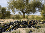 TRAKYA’DA ZEYTİN HASADI BAŞLIYOR