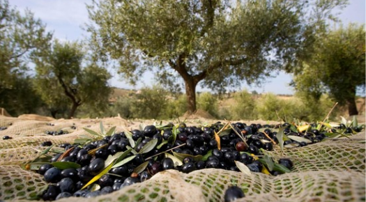 TRAKYA’DA ZEYTİN HASADI BAŞLIYOR