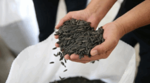 KARADUMAN AYÇİÇEĞİ YENİDEN ÜRETİME KAZANDIRILDI