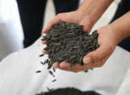 KARADUMAN AYÇİÇEĞİ YENİDEN ÜRETİME KAZANDIRILDI