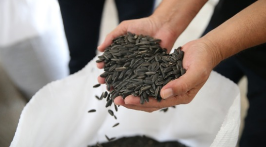 KARADUMAN AYÇİÇEĞİ YENİDEN ÜRETİME KAZANDIRILDI