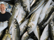 MARMARA DENİZİ’NDE İSTAVRİT BEREKETİ