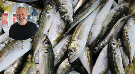 MARMARA DENİZİ’NDE İSTAVRİT BEREKETİ