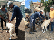 KEDİ, KÖPEKLERDE ÇİP VE AŞILAMA ÇALIŞMALARI SÜRÜYOR