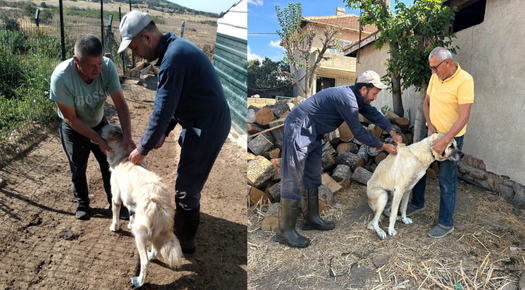 KEDİ, KÖPEKLERDE ÇİP VE AŞILAMA ÇALIŞMALARI SÜRÜYOR