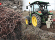 “EFSANE RENK” EDİRNE KIRMIZISININ HASADI YAPILDI