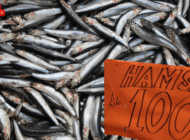 HAMSİ BEREKETİ: KİLOSU 100 TL’YE DÜŞTÜ