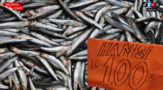 HAMSİ BEREKETİ: KİLOSU 100 TL’YE DÜŞTÜ