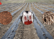 EDİRNE KIRMIZISI YENİDEN HAYAT BULDU