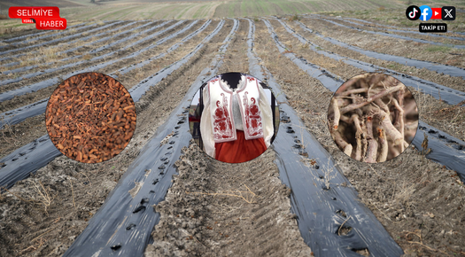 EDİRNE KIRMIZISI YENİDEN HAYAT BULDU