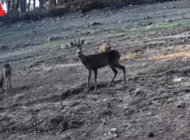 TEKİRDAĞ’DA KARACA VE YAVRULARI FOTOKAPANA YANSIDI