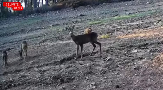 TEKİRDAĞ’DA KARACA VE YAVRULARI FOTOKAPANA YANSIDI