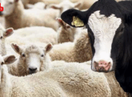 EDİRNE’DE CANLI HAYVAN SATIŞLARINA SINIRLI İZİN