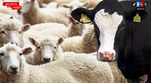 EDİRNE’DE CANLI HAYVAN SATIŞLARINA SINIRLI İZİN