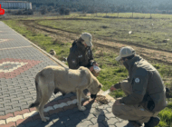 EDİRNE’DE HAYDİ EKİPLERİ SAHİPSİZ HAYVANLARI BESLEDİ