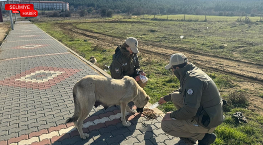 EDİRNE’DE HAYDİ EKİPLERİ SAHİPSİZ HAYVANLARI BESLEDİ