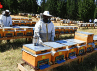 KIRKLARELİ’NDE ARICILIK KURSU AÇILACAK