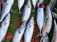 EDİRNE’DE GÜNCEL BALIK FİYATLARI