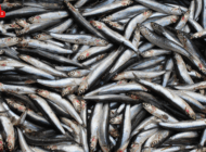 BALIKÇILAR HAMSİ BOLLUĞUNDAN MEMNUN