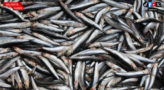 BALIKÇILAR HAMSİ BOLLUĞUNDAN MEMNUN