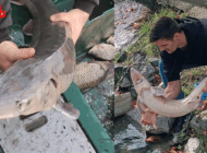 NESLİ TEHLİKEDE OLAN MERSİN BALIĞI MERİÇ’TE YAKALANDI