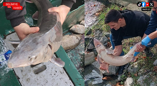 NESLİ TEHLİKEDE OLAN MERSİN BALIĞI MERİÇ’TE YAKALANDI