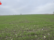 TRAKYA’DA BUĞDAY EKİMİ HIZLA SÜRÜYOR