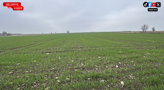 TRAKYA’DA BUĞDAY EKİMİ HIZLA SÜRÜYOR