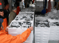 TEKİRDAĞ’DA BALIKÇILAR 600 KASA İSTAVRİTLE DÖNDÜ