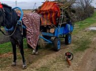 MERADA İZİNSİZ AĞAÇ KESEN 2 KİŞİ GÖZALITINA ALINDI