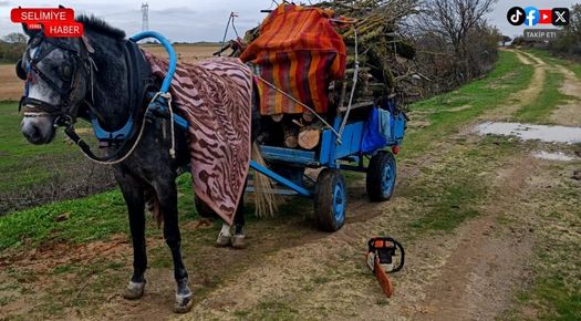 MERADA İZİNSİZ AĞAÇ KESEN 2 KİŞİ GÖZALITINA ALINDI