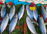 TORİK BEREKETİ, EDİRNE TEZGAHLARINA YANSIDI