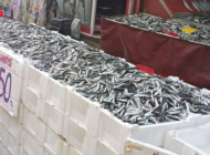 EDİRNE’DE HAMSİ VE İSTAVRİT 50 TL