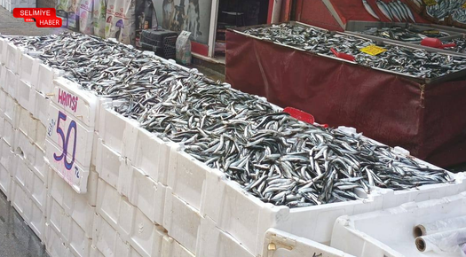 EDİRNE’DE HAMSİ VE İSTAVRİT 50 TL