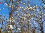 EDİRNE’DE İLKBAHAR YÜZÜNÜ GÖSTERDİ