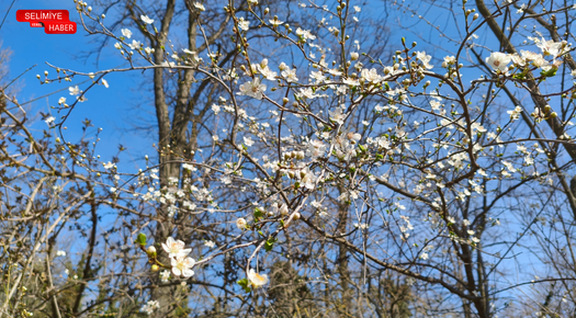 EDİRNE’DE İLKBAHAR YÜZÜNÜ GÖSTERDİ