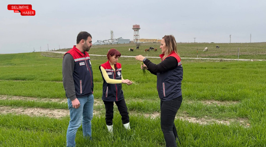 İPSALA’DA HUBUBAT TARLALARINDA KONTROLLER DEVAM EDİYOR