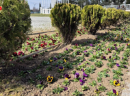 T.Ü KAMPÜSLERİ 21.000 HERCAİ MENEKŞEYLE RENKLENDİ