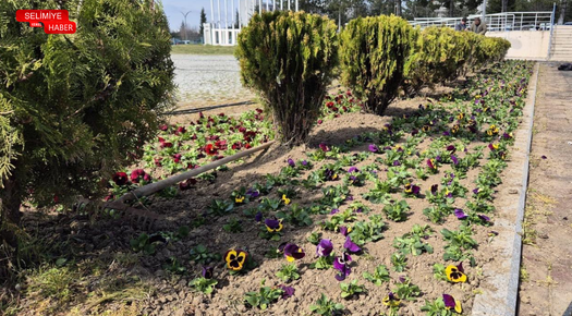 T.Ü KAMPÜSLERİ 21.000 HERCAİ MENEKŞEYLE RENKLENDİ