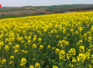 KANOLA TARIMI VE EKONOMİYE KATKISI