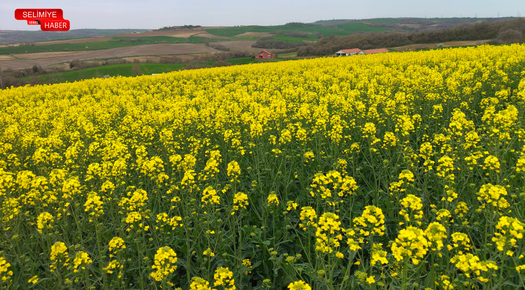 KANOLA TARIMI VE EKONOMİYE KATKISI
