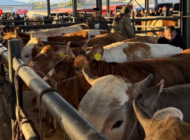 HAVSA HAYVAN PAZARINDA SIKI DENETİM