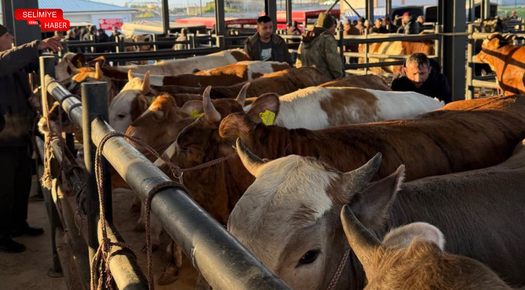 HAVSA HAYVAN PAZARINDA SIKI DENETİM