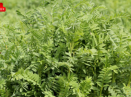 TRAKYA’YA UYUMLU YÜKSEK VERİMLİ YEM BİTKİSİ GELİŞTİRİLDİ