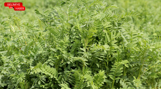 TRAKYA’YA UYUMLU YÜKSEK VERİMLİ YEM BİTKİSİ GELİŞTİRİLDİ